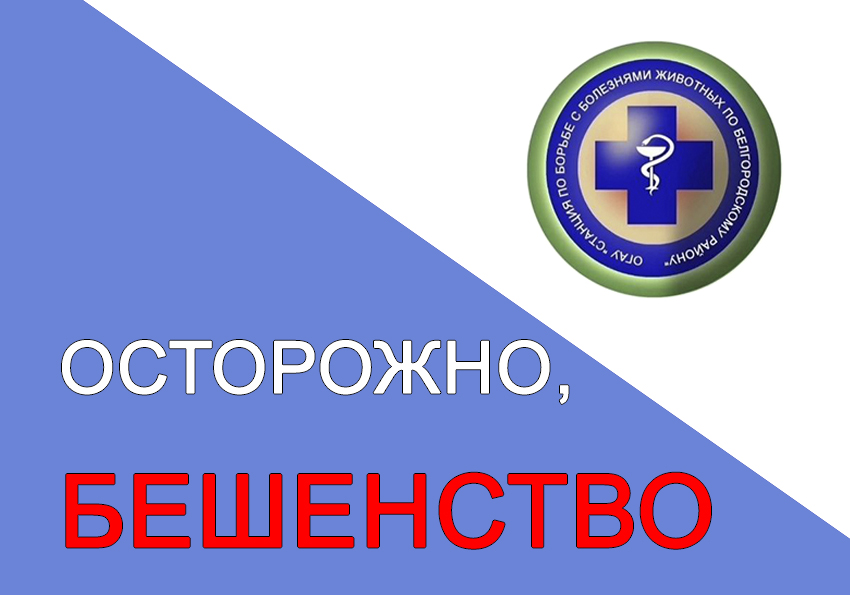 Бешенство: как распознать симптомы и защитить себя и близких.